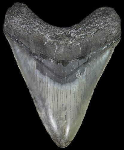 Serrated, Fossil Megalodon Tooth #70776